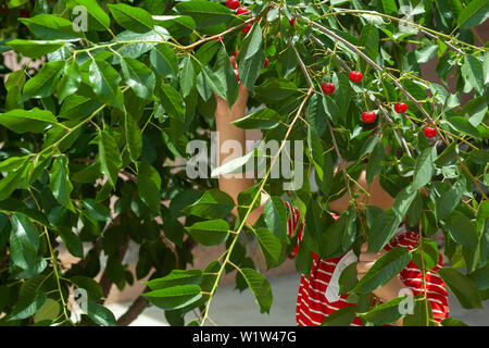 Ragazzino che la raccolta delle ciliegie nel giardino. A 6 anno di età del Medio Oriente picking boy ciliegio crudo frutta. Famiglia divertendosi al tempo del raccolto. Foto Stock