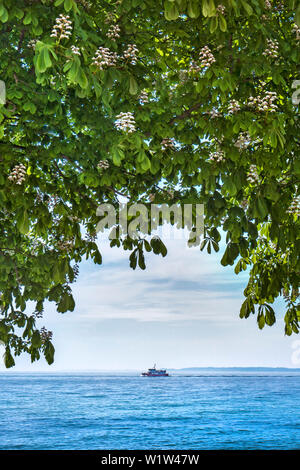 Albero di castagno sul lungomare, Sassnitz, Jasmund, Ruegen Isola, Meclemburgo-Pomerania Occidentale, Germania Foto Stock