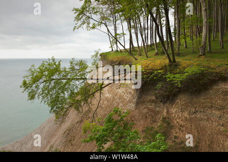 In legno di faggio al di sopra del chalk rocks, Jasmund National Park, Ruegen, Mar Baltico, Meclemburgo-Pomerania Occidentale, Germania Foto Stock