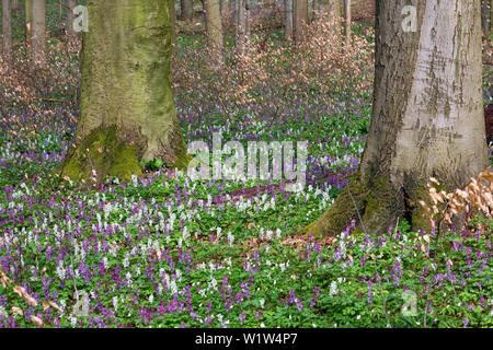 Holewort nella foresta di faggio in primavera, radice di cava, Corydalis cava, Parco Nazionale Hainich, Turingia, Germania, Europa Foto Stock