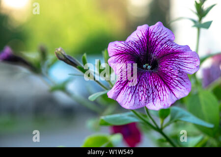 Fioritura viola colpo di petunia close up con sfondo sfocato Foto Stock