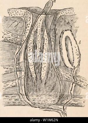 Immagine di archivio da pagina 580 della encyclopaedia - Wikizionario di anatomia e. Il encyclopaedia - Wikizionario di anatomia e fisiologia cyclopdiaofana05todd Anno: 1859 - 1 P H V ' -''v /' • • p T V&.-'-.V'-..,/:--, Pacinian corpo (MI) e piuma-sac (a) dalla base della mandibola di un piccione, c, muscoli delle sacche di piume. In la maggior parte dei mammiferi vi è una speciale tegumentary muscolo striato che raggiunge un enorme sviluppo in the Hedgehog, mentre una mera rudiment rimane nell'uomo, come il platysma myoides. Qui, tuttavia, le strisce di "Torba/tier' muscolo è sostituito dalla forma non striata fasci che, come Kollikerhas Foto Stock