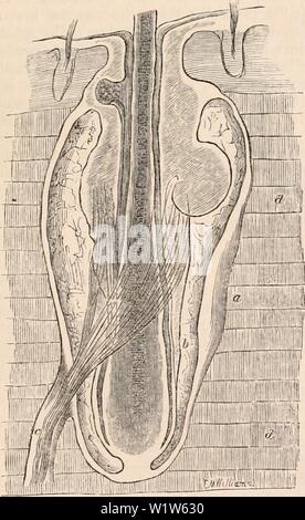 Immagine di archivio da pagina 580 della encyclopaedia - Wikizionario di anatomia e. Il encyclopaedia - Wikizionario di anatomia e fisiologia cyclopdiaofana05todd Anno: 1859 TEGUMENTARY ORGANI. 505 mi sembra chiaro; per il pomello che sporge nella cavità delle mucose canal è omologa con la centrale di 'nucleo' del corpo Savian, e questo con il solido asse del corpo Pacinian,e con la corpusculiun tactiis, in modo che l'' ' tattile sac del chi- niaera, e. g., può essere detto di essere una sensazione tattile cor- puscle che è collegato con la superficie del tegumento. Nessun organo in tutto somigliante a questi ha cer- tainly stato Foto Stock