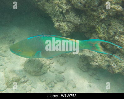 Wild Nuoto pesci pappagallo Hawaiano con lunga coda Foto Stock