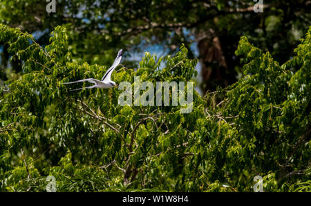 White-tailed tropicbird in volo in una giornata di sole nel Pacifico scivolando con la sua lunga coda dietro di streaming Foto Stock