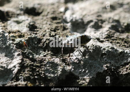 Un finale ninfa instar di Pentatoma rufipes, altrimenti noto come la Foresta Bug o rosso-Shieldbug zampe. Foto Stock
