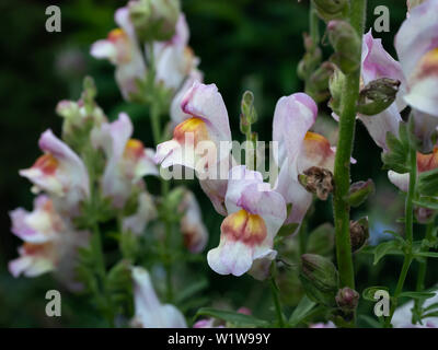 Antirrhinum è una pianta comunemente noto come dragon fiori o bocche di leone. Foto Stock