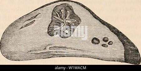 Immagine di archivio da pagina 641 della encyclopaedia - Wikizionario di anatomia e. Il encyclopaedia - Wikizionario di anatomia e fisiologia cyclopdiaofana05todd Anno: 1859 566 utero e le sue appendici. posizione ha l'aspetto di un tessuto che è in uno stato basso di vitalità. È probabile che la presenza di questo strato entro il follicolo è stata la causa della maggior parte delle divergenze di opinione che sono ex- isted sia per quanto riguarda la sede e la natura della porzione gialla del follicolo di preg- Nancy. Sembra sia stato assunto, con- fuori un ulteriore esame da parte di molti che hanno scritto su questo argomento, che il ricoprire la Foto Stock