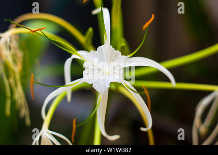 Il Ragno Bianco fiore di giglio, Hymenocallis. Yucatan, Messico. Foto Stock