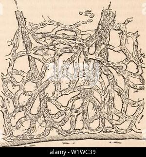 Immagine di archivio da pagina 685 della encyclopaedia - Wikizionario di anatomia e. Il encyclopaedia - Wikizionario di anatomia e fisiologia cyclopdiaofana01todd Anno: 1836 670 PRATICA. Gli spostamenti dei globuli rossi principalmente perché è molto raramente infatti che la corrente di fluido che trasporta i globuli lungo può essere identif- nized nella normale modalità di osservazione. La circolazione capillare è più facilmente visibile in a sangue freddo e in animali giovani, sia a causa delle grandi dimensioni del rosso glo- bules e il piccolo numero di navi. Poiché la prima scoperta del capillare circuiti- lamento da Malpighi, transpare Foto Stock