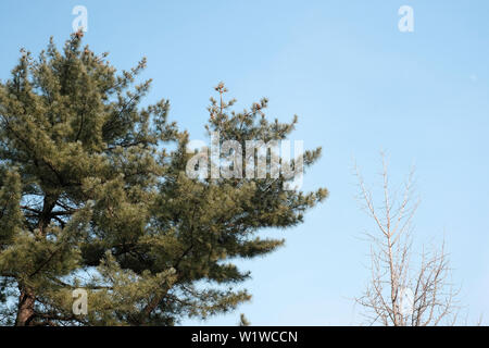 Piante parte del ramo di pino e albero secco a Seul Foto Stock