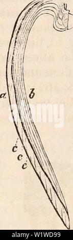 Immagine di archivio da pagina 722 della encyclopaedia - Wikizionario di anatomia e. Il encyclopaedia - Wikizionario di anatomia e fisiologia cyclopdiaofana01todd Anno: 1836 CONCHIFERA. 707 tra di essi. Si tratta di una circostanza degna di nota che i sifoni vengono osservati essere- venire allungata e addensato in proporzione di quanto i lobi del mantello sono più ampiamente uniti. Questa circostanza, tuttavia, è vero soltanto in un modo generale, per sarebbe facile citare molti colpisce le eccezioni. 2. Sip/ioni.-abbiamo già avuto occasione di vedere i sifoni iniziare in certi generi mediante semplice perforati6ns; essi aumentano in lunghezza Foto Stock