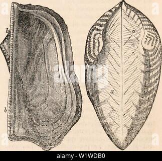 Immagine di archivio da pagina 724 della encyclopaedia - Wikizionario di anatomia e. Il encyclopaedia - Wikizionario di anatomia e fisiologia cyclopdiaofana01todd Anno: 1836 in numero di una o due e lontane dal centro della cerniera, essi sono denominati denti laterali. Di questi denti laterali uno è un- terior (c, fig. 365), l'altra posteriore (d, maschera. 365). La sezione anteriore del dente laterale è com- monly situato all'estremità della lunule, e la parte posteriore del dente laterale al extre- mity del legamento. Il Cardinale ha denti, propriamente detta, possono variare in numero. Quando vi sono due, uno anteriore e l'altra posteriore; quando il Foto Stock