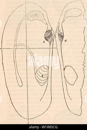 Immagine di archivio da pagina 725 della encyclopaedia - Wikizionario di anatomia e. Il encyclopaedia - Wikizionario di anatomia e fisiologia cyclopdiaofana01todd Anno: 1836 710 CONCHIFERA. I denti sono comunemente semplice e conici; occasionalmente sono sia appiattita longitudinalmente o trasversalmente. In un numero considerevole di specie sono scanalate per diverse profondità sulle loro cime e i denti sono poi detto essere bifido (e, maschera. 365). Ci sono altre parti ancora che si presentano dopo il cardinale edge e di cui è importante avere un sufficiente sapere- battuta,-vale a dire, quelli destinati al implan- tazione del Foto Stock