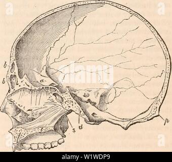 Immagine di archivio da pagina 741 della encyclopaedia - Wikizionario di anatomia e. Il encyclopaedia - Wikizionario di anatomia e fisiologia cyclopdiaofana01todd Anno: 1836 (occipitale O, maschera. 372) è dietro di esso, due temporale (T, maschera. 370) sono presenti sui suoi lati, e due parietal (P, fig. 370) sono al di sopra di esso. Sfenoide (da atpnv, cuneus, os sphenoidale; germi. Sphenoidal-knochen, Keil- knochen) comprende il quadrilatero massa che forma il centro del telaio-lavoro, le nervature anteriore che supporta il frontale e parzialmente le Cupole laterali e la seconda da pilastri che formano i confini del viso; si estende a ea Foto Stock