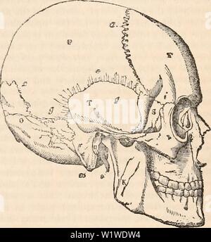 Immagine di archivio da pagina 744 della encyclopaedia - Wikizionario di anatomia e. Il encyclopaedia - Wikizionario di anatomia e fisiologia cyclopdiaofana01todd Anno: 1836 la superficie esterna della porzione frontale. nella sua parte superiore due terzi è liscia di un equa- ble convessità e diretto all'indietro; il suo terzo inferiore è più verticale e la convessità è interrotta da sporgenze. La me- dian line si dimostri la sua originale la divisione in due parti, e ciò generalmente da una leggera cresta, sebbene in alcuni casi vi è una depressione lineare del pari indistinto. Questa linea è interrotta dal prominenc nasale Foto Stock
