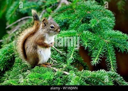 Una vista laterale di un giovane scoiattolo rosso 'Tamiasciurus hudsonicus', seduto in posizione eretta su un abete verde ramo di albero nelle zone rurali di Alberta in Canada. Foto Stock