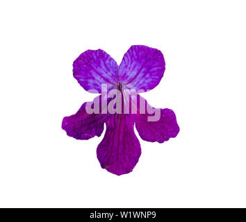 Streptocarpus fiore viola isolato su bianco. Foto Stock