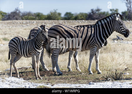 Una piccola mandria di zebra sulla savana nel Parco Nazionale Etosha, Namibia Foto Stock