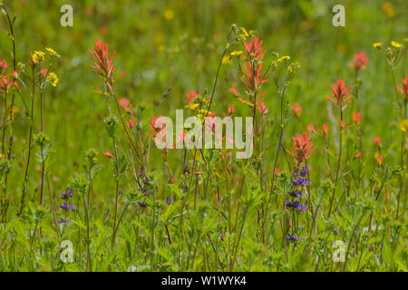 Bella rossa Indian Paintbrush e viola di lupino fiori selvatici nativi che fiorisce in un prato prato della California Foto Stock