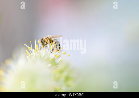 Macro. Bee raccoglie il polline di un fiore bianco. La foto in orizzontale. Foto Stock