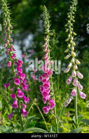 Foxglove (Digitalis purpurea), Tre le teste dei fiori accanto ad uno un altro, crescendo in un'area di stato eliminato di recente bosco. Giugno. La molla, inizio estate. Foto Stock