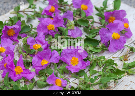 Zistrosen-Ernte, Kräuterernte, Kräutersammeln, trocknen. Zistrose Graubehaarte, Graubehaarte Cistrose, Kretische Zistrose, Cistrose, Zistrose, cisto Foto Stock