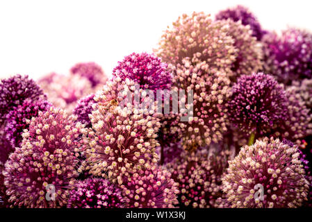 Allium karataviense bouquet di fiori lilla con il miele delle api. isolato su uno sfondo bianco. Foto Stock