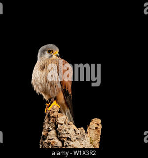 Splendido ritratto del Gheppio Falco tinnunculus in studio di impostazione su sfondo nero Foto Stock