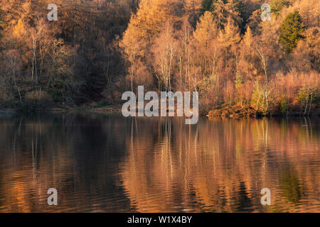 Lo straordinario paesaggio immagine del Tarn Hows nel Lake District durante l autunno bello e mite autunno tramonto con colori vibranti e acque ancora Foto Stock