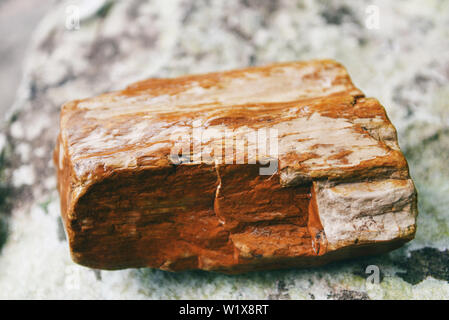 Legno pietrificato combustibili / il legno vecchio diventa pietra naturale da Foto Stock