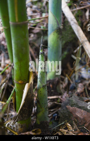 Bambù che cresce su terreno nella foresta di bamboo Foto Stock