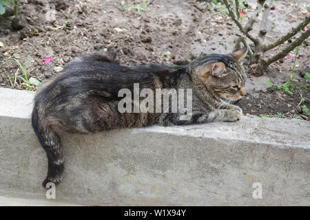 Il gatto grigio giace sul cordolo vicino i cespugli di rose. Vista laterale. Foto Stock