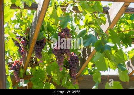 Le uve rosse crescono su una pergola in legno. Foto Stock