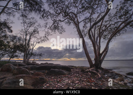 Il lago Cootharaba scenario di sunrise, vicino la Noosa Everglade, nel Queensland, Australia Foto Stock