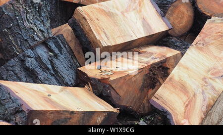 Un caduto gum tree fornisce una buona legna da ardere; il primo taglio prima della separazione Foto Stock