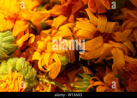 Asciugare la calendula foto. Fiori di calendula, medicina di erbe, calendula sfondo, pianta organica.Background secchi di calendula fiori di tagete secchi petali. Foto Stock