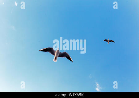 I gabbiani volano nel cielo blu Foto Stock