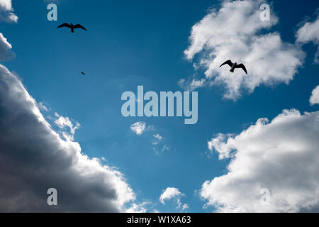 I gabbiani volano nel cielo blu Foto Stock