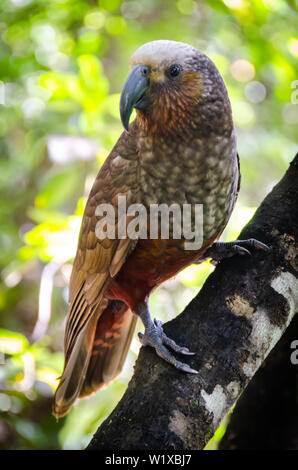 Kaka, Parrot, Kapiti Island, Kapiti, Wellington, Nuova Zelanda Foto Stock