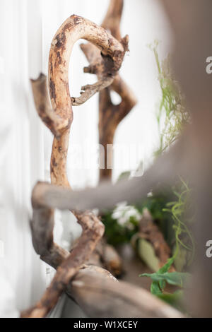 La decorazione interna driftwood e piante. Soft focus. Close up. Foto Stock