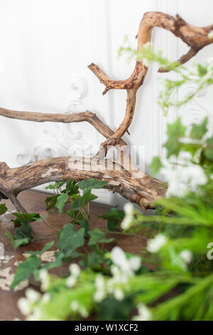 La decorazione interna driftwood e piante. Soft focus. Close up. Foto Stock