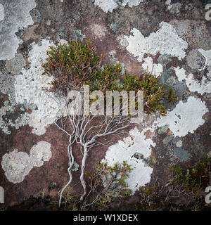 Heather impianto prostrati sul lichen coperto la roccia arenaria. Inverpolly, Wester Ross, Highland, Scozia Foto Stock