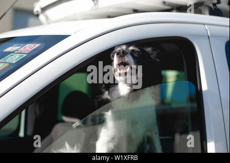 Cane affiora il suo muso fuori la finestra auto. Bianco e Nero Border Collie in auto in estate calda. Foto Stock