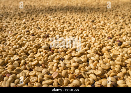 I chicchi di caffè di essiccazione al sole Foto Stock