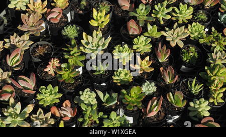 Un vassoio di piccole piante succulente in vendita presso un vivaio Foto Stock