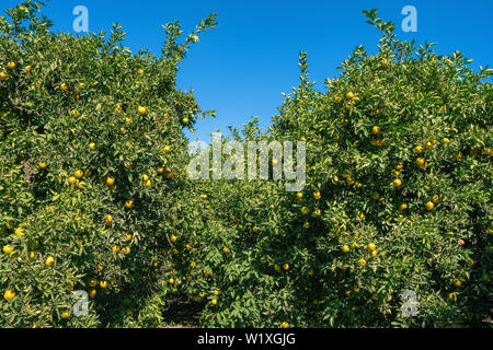 Arance mature appeso su un gli alberi del giardino di frutta Foto Stock