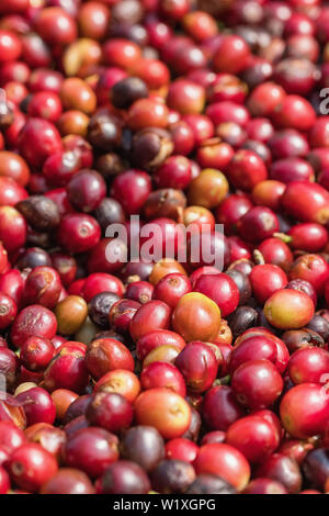 Close up di bacche rosse i chicchi di caffè Foto Stock