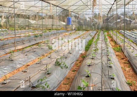 La coltivazione di cetrioli e pomodori in serra Foto Stock