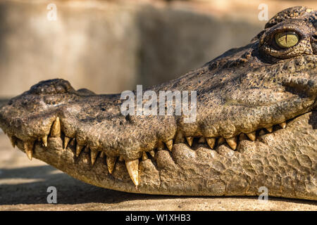 Close-up di testa di un coccodrillo Foto Stock